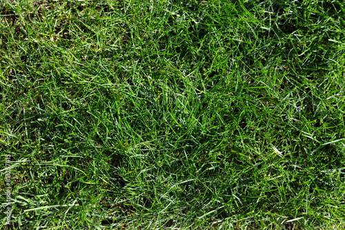 Filled frame background of natural real grass during spring season