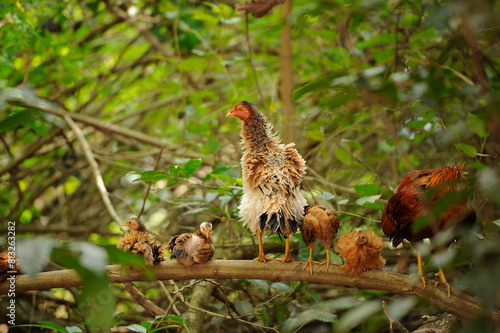 Curly Feathered Hen with Rooster and Their Chicken Perched on Tree Branch