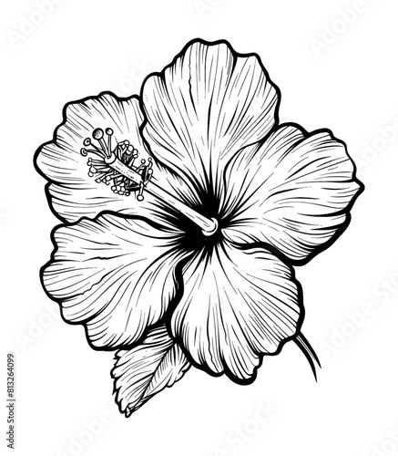 hibiscus flower engraving black and white outline