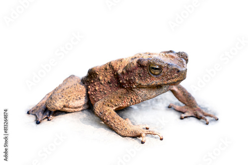 Java Toad  Phrynoidis aspera  It is the largest type of toad in Thailand isolated on white background.