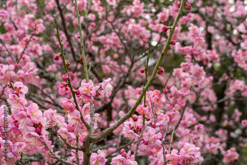 Wallpaper Mural 早春に咲き乱れる梅の花 Torontodigital.ca