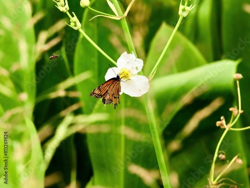 The Butterly and A Bee
