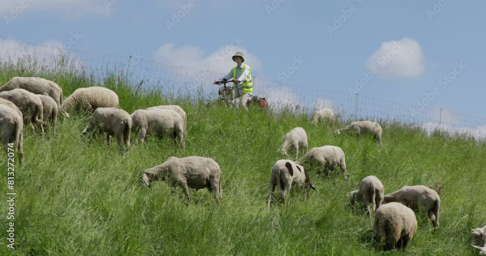 Cyclist, sheep, Elbe cycle path near Boizenburg, Mecklenburg-Western Pomerania, Germany, Europe Cyclist, sheep, Elbe cycle path near Boizenburg, Mecklenburg-Western Pomerania, Germany, Europe