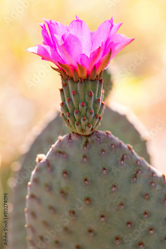 Closeup of Pink Beavertail Prickly Pear Cactus Flower in Bloom. Close-up macro with beautiful bokeh, out of focus, blurry background. Opuntia basilaris flower