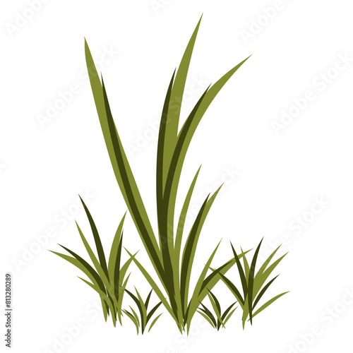 Grass illustration
