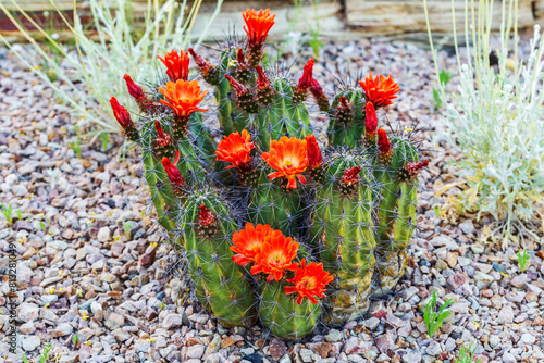 Scarlet Hedgehog Cactus in Bloom in Garden. Red flowers blooming on hedgehog cactus in rocky garden landscape. Kingcup or claretcup cactus Echinocereus coccineus 