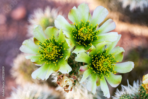 Closeup of Teddy Bear Cactus Flowers Blurry Background. Macro of yellow green cactus flowers in bloom surrounded by out of focus, beautiful bokeh. Cylindropuntia bigelovii flowering