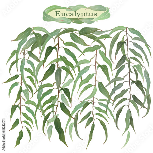 たっぷり垂れ下がっているユーカリ・精油・アロマ