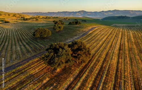 Фотография Vineyard grapvines in wine country