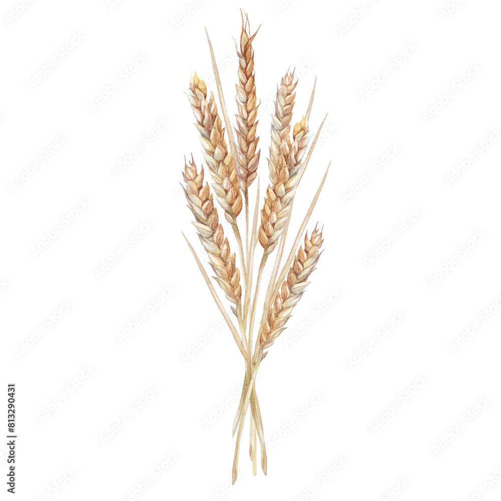 Watercolor yellow spikelets wheat isolated on white background. Plant for flour and whole grains bread. Meal and food for cookbook and kitchen. Hand-drawn nature clipart for wallpaper or wrapping Watercolor yellow spikelets wheat isolated on white background. Plant for flour and whole grains bread. Meal and food for cookbook and kitchen. Hand-drawn nature clipart for wallpaper or wrapping