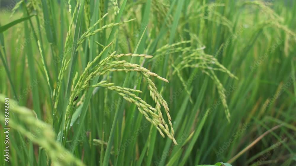 close up of green rice grass in rice field close up of green rice grass in rice field