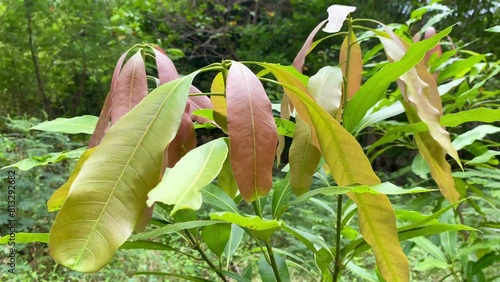 Withered Mango Leaves (Artocarpus heterophyllus) photo