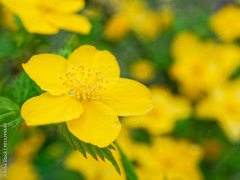 ヤマブキの花 ヤマブキの花