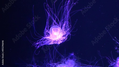 Closeup shot of Spirocodon Saltator, the endemic jellyfish of Japan floating underwater. 4K photo