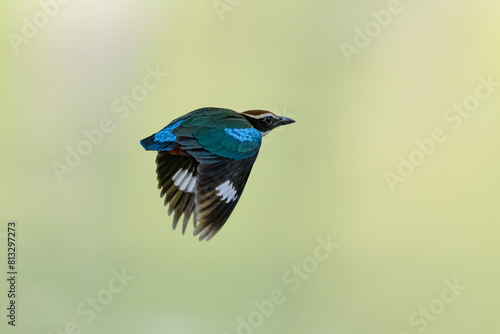 Beautiful colorful bird, Pitta nympha. Bird closeup in nature. Pitta fairy bird flying by the river