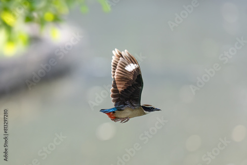 Beautiful colorful bird, Pitta nympha. Bird closeup in nature. Pitta fairy bird flying by the river