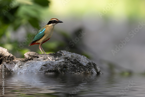 Beautiful colorful bird, Fairy Pitta (Pitta nympha) closeup, bird in nature. Fairy Pitta bird standing by the river