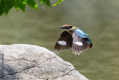 Beautiful colorful bird, Pitta nympha. Bird closeup in nature. Pitta fairy bird flying by the river