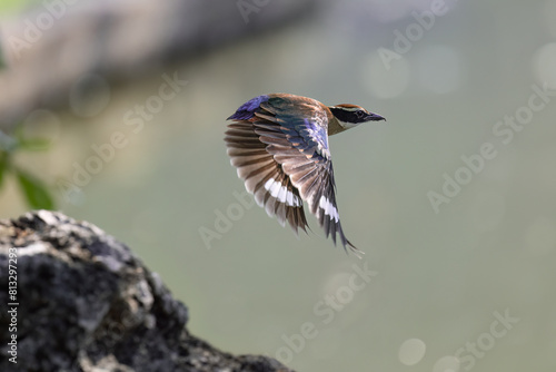 Beautiful colorful bird, Pitta nympha. Bird closeup in nature. Pitta fairy bird flying by the river