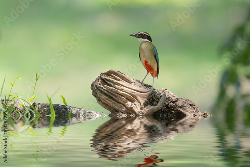 Beautiful colorful bird, Fairy Pitta (Pitta nympha) closeup, bird in nature. Fairy Pitta bird standing by the river