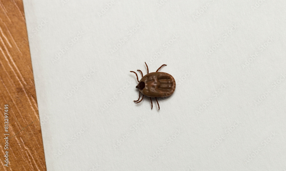 Ixodes ricinus, the castor bean tick, is a chiefly European species of hard-bodied tick. Female.