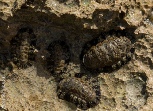 Acanthopleura haddoni, tropical species of chiton. The fauna of the Red Sea. A marine molluscs on a rock. photo