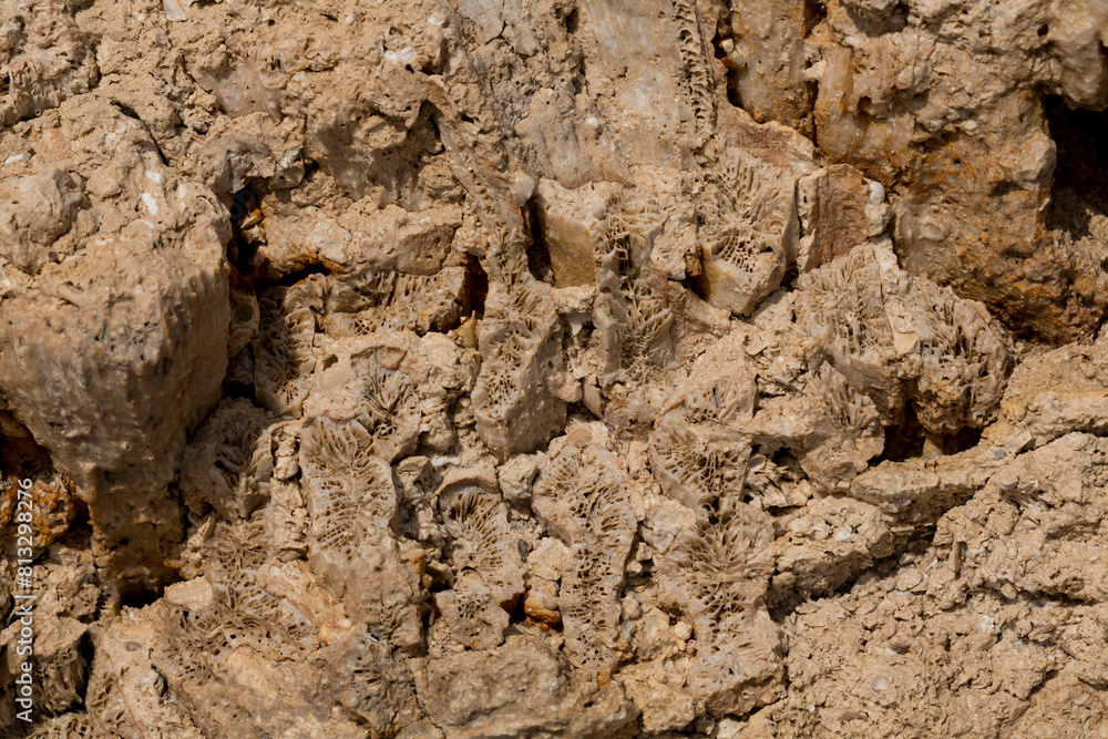 Fossil corals of the Red Sea. Ancient creatures, turned into stone. Reef corals. Fossil corals of the Red Sea. Ancient creatures, turned into stone. Reef corals.
