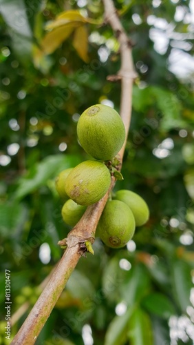 green coffee fruit on a tree