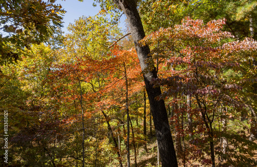 Sunny view of the beautiful fall color of Hobbs State Park-Conservation Area photo