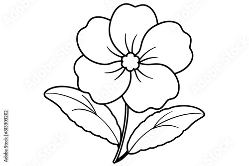 primrose flower vector illustration