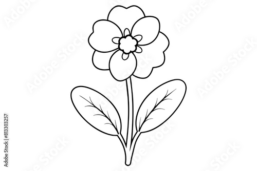 primrose flower vector illustration