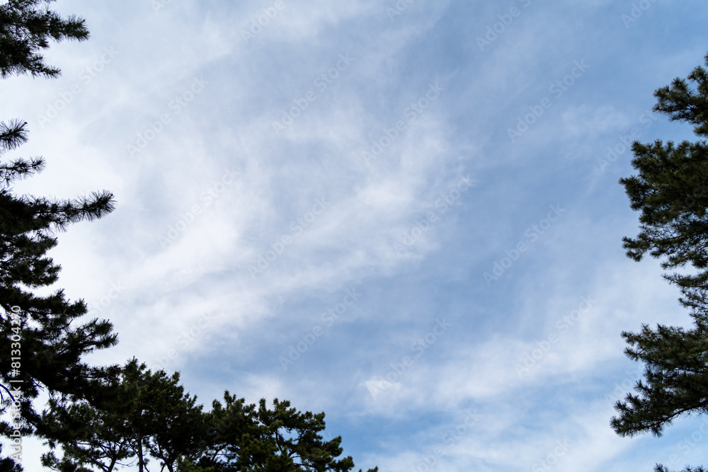 木々の合間から見上げる青い空と白い雲 木々の合間から見上げる青い空と白い雲