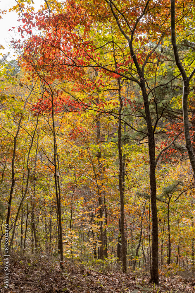 Sunny view of the beautiful fall color of Hobbs State Park-Conservation Area Sunny view of the beautiful fall color of Hobbs State Park-Conservation Area