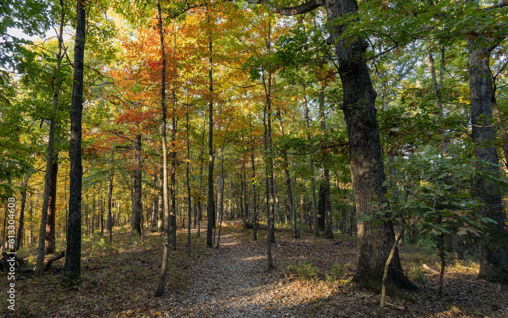 Fototapeta premium Sunny view of the beautiful fall color of Hobbs State Park-Conservation Area