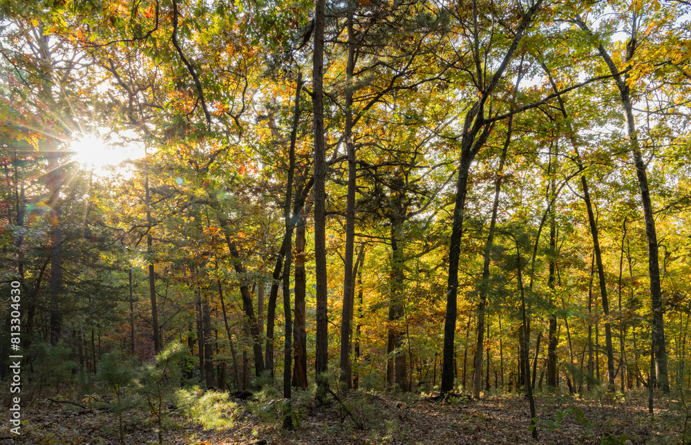 Fototapeta premium Sunny view of the beautiful fall color of Hobbs State Park-Conservation Area
