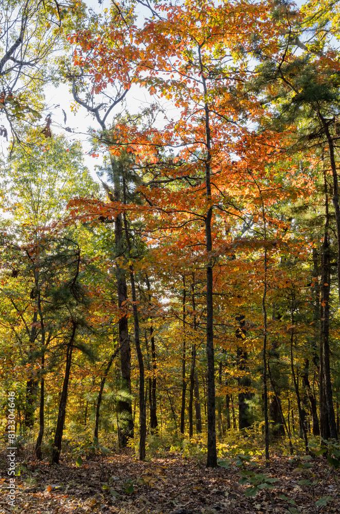Fototapeta premium Sunny view of the beautiful fall color of Hobbs State Park-Conservation Area