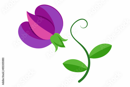 sweet pea flower vector illustration