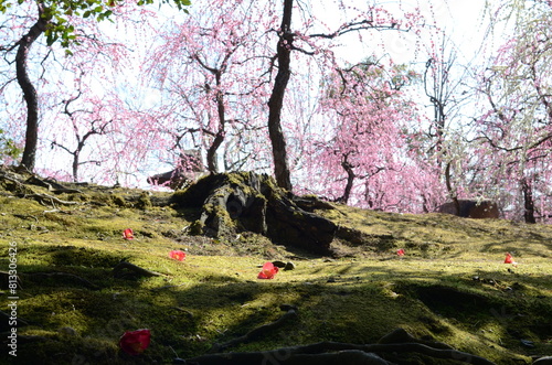 【京都】城南宮に咲くしだれ梅と落ちた椿の花 photo