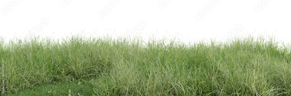 Meadow cut out on transparent background 3d rendering Meadow cut out on transparent background 3d rendering