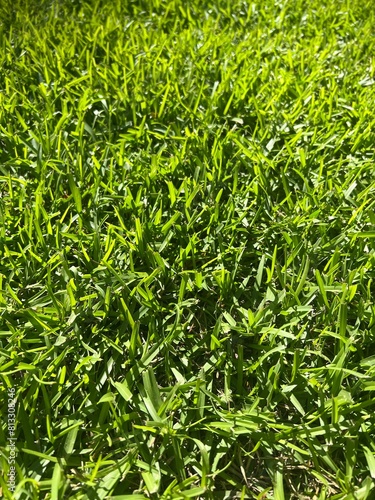Close up of grass blades in a warm-season lawn (Centipede grass) in the spring 