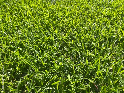 Close up of warm season lawn grass blades in the sun