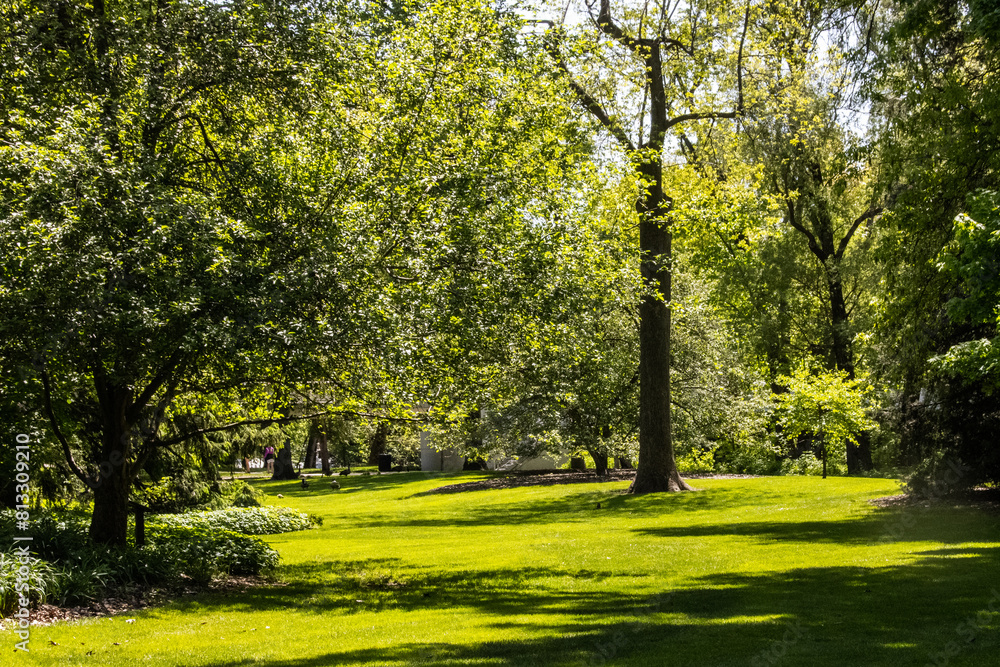Fototapeta premium trees in the park
