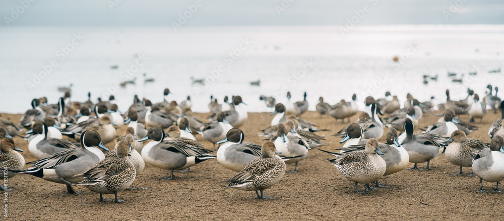 Fototapeta premium teal Ducks and Swan at Lake Inawashiro in winter in Fukushima Prefecture, Tohoku Region, Japan. Landmark for tourist attractions and vacation holiday concept