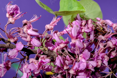 Blooming cercis siliquastrum on a purple background photo
