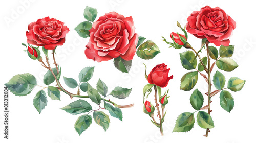 Red rose elements
