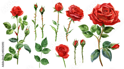 Red rose elements
