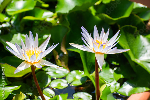 two water lilies in the garden