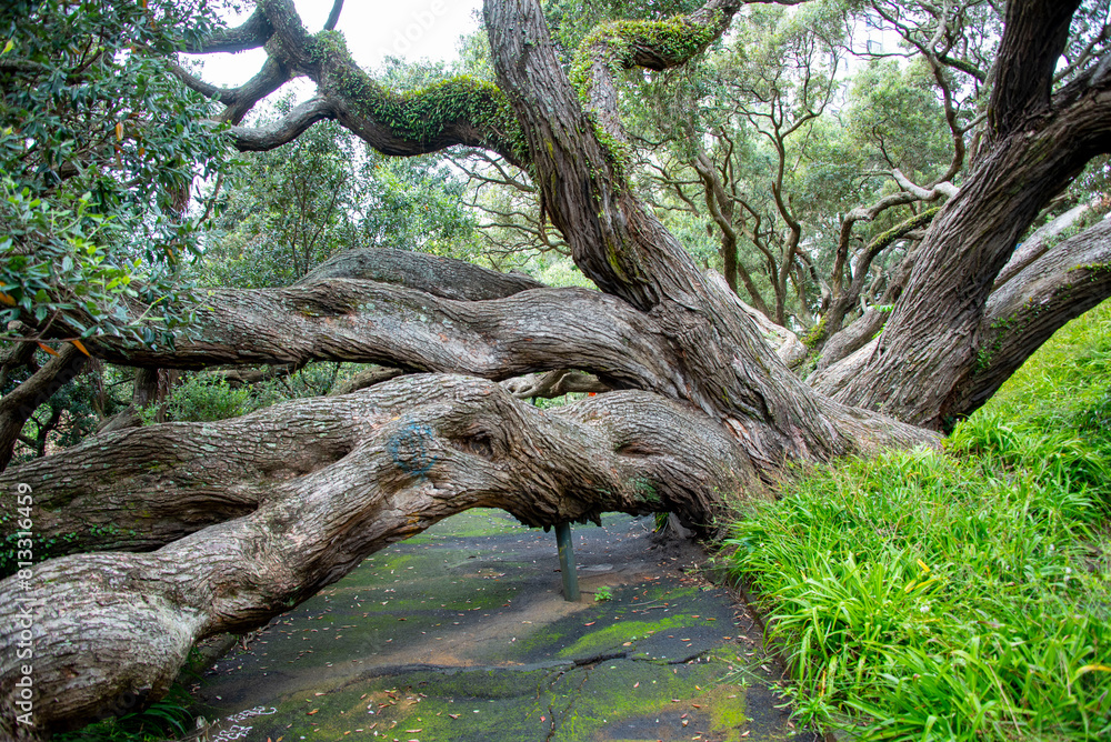 Pohutukawa Tree in Emily Place Reserve - Auckland - New Zealand Pohutukawa Tree in Emily Place Reserve - Auckland - New Zealand