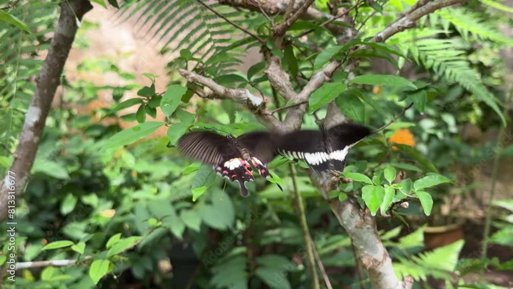 Two butterflies in flight together on top of the leaf. Two butterflies in flight together on top of the leaf.