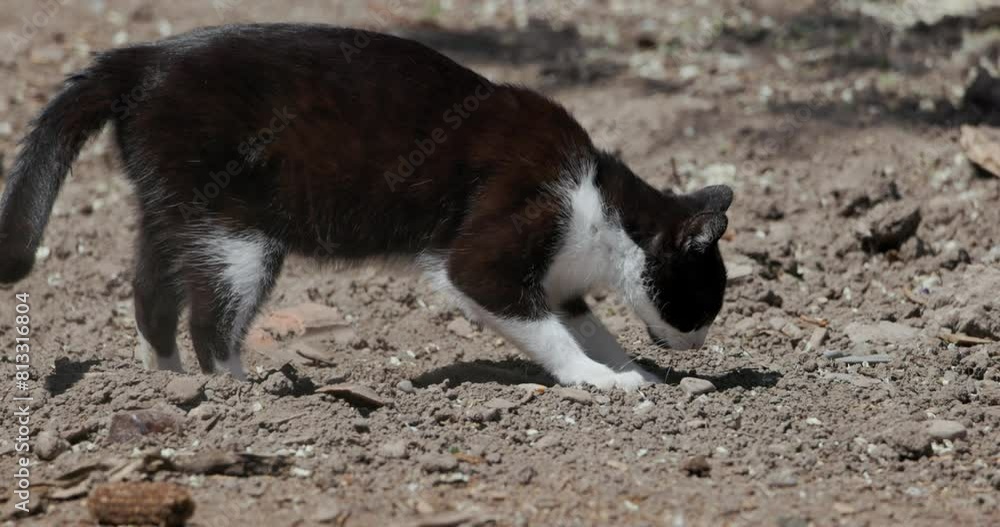 Black And White Color Cat Digging Ground Using Paw. Slow Motion Shot Black And White Color Cat Digging Ground Using Paw. Slow Motion Shot